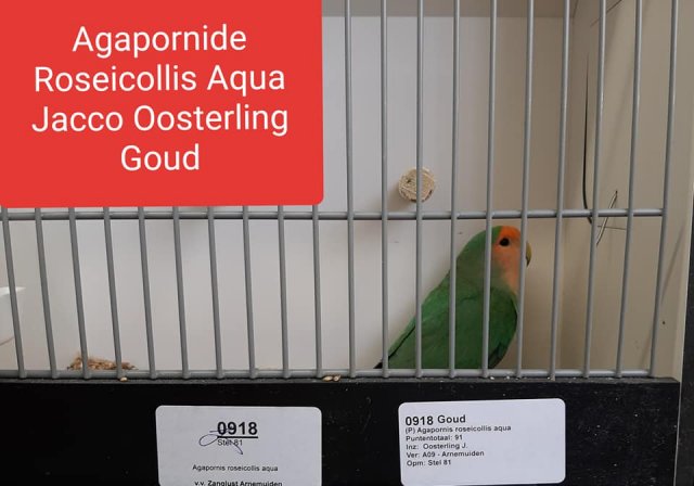 jacco oosterling 